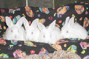 bunnies1.jpg